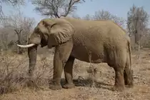 ein Afrikanischer Elefant im August 2018 in Kr�ger Nationalpark