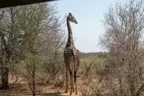 eine Giraffenkuh im August 2018 im Kr�ger Nationalpark das Bild wurde W�hrend einer Jeep Safari gemacht 