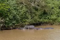 2 Flusspferde in Santa Lucia im Augst 2018 Im Wasser W�hrend der Boots Safari 