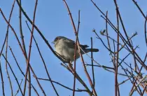 Spatz sonnt sich im Geäst eines Baumes - 22.12.2021