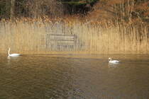 Schwne an einer der vielen Anlegestellen am Scharmtzelsee am 05. Mrz 2022. 