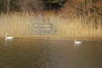 Schw�ne an einer der vielen Anlegestellen am Scharm�tzelsee am 05. M�rz 2022. 