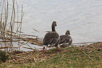 Gnse auf den Weg in den Scharmtzelsee im Landkreis Oder-Spree am 06. Mrz 2022.