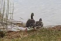 G�nse auf den Weg in den Scharm�tzelsee im Landkreis Oder-Spree am 06. M�rz 2022.