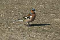 Buchfink sucht vor mir nach Futter. 03.2022