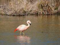 FLAMINGO(Phoenicopteridae) hat seine Heimat am unteren Inn nchst Katzenberg gefunden; 220326