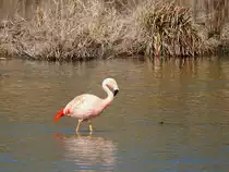 FLAMINGO(Phoenicopteridae) hat seine Heimat am unteren Inn n�chst Katzenberg gefunden; 220326