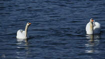 Hckerschwne schwimmen auf der Trave. (Priwall, Mrz 2022)