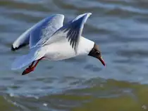 Eine kleine Lachm�we auf Nahrungssuche an der Ostsee. (Priwall, M�rz 2022)