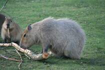 Zwei Wasserschweine oder auch Capybara (Hydrochoerus hydrochaeris) genannt beim Abnagen der Baumrinde von einem Ast. Zoo Dresden am 7.12.2009.