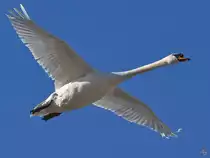 Ein H�ckerschwan im Flug. (Priwall, M�rz 2022)