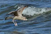 Eine junge Silberm�we im Landeanflug. (Priwall, M�rz 2022)