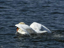 Dieser Hckerschwan war Ende Mrz 2022 auf der Trave bei Priwall zu sehen.