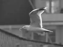 Eine M�we hat sich einen Snack ergattert. (Travem�nde, M�rz 2022)