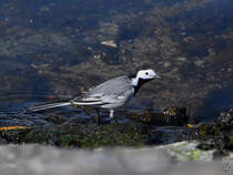 Eine Bachstelze wandert am Traveufer entlang. (Priwall, Mrz 2022)