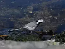 Eine Bachstelze wandert am Traveufer entlang. (Priwall, M�rz 2022)