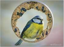 Blaumeise im Meisenring, Foto entstand beim Blick durch das Fenster. Der Ring hngt unter dem Vogelhaus auf der Terrasse. April 2022.
