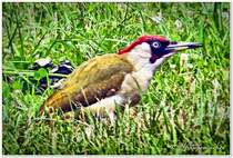 Ein seltener Gast im Garten. Grnspecht auf dem Rasen. Teleaufnahme im Juni 2021.