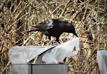 RABENKR�HE BEI NAHRUNGSBESCHAFFUNG AUF DEM BAHNSTEIG
Hatte mich schon oft dar�ber ge�rgert,dass es rund um die Abfallbeh�lter auf Bahnsteigen aussieht wie bei Hempels unterm Sofa.....Doch diesmal hatte ich einen der �belt�ter auf frischer Tat
erwischt...Rabenkr�hen geh�ren wirklich zu den cleversten V�geln bei uns...am 10.3.22 im Bahnhof Kirchen/Sieg....