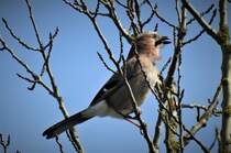 SINGENDER EICHELHHER IM FRHLING
Ausgerechnet auf einem Baum im Bahnhof BETZDORF/SIEG lie dieser Eichelhher seinen Frhlingsgefhlen freien Lauf....schn klangs wirklich nicht,aber Hauptsache
ihm hats Spa gemacht.....am 12.4.22 in BETZDORF...