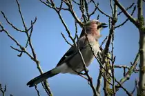SINGENDER EICHELH�HER IM FR�HLING
Ausgerechnet auf einem Baum im Bahnhof BETZDORF/SIEG lie� dieser Eichelh�her seinen Fr�hlingsgef�hlen freien Lauf....sch�n klangs wirklich nicht,aber Hauptsache
ihm hats Spa� gemacht.....am 12.4.22 in BETZDORF...