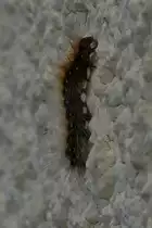 Raupe des braunen B�ren versucht die Hauswand hochzuklettern. 04.2022 