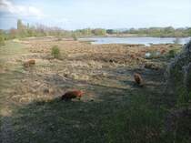 Mehrere Hochlandrinder am 15.04.2022 in einem Naturschutzpark In Frankreich im Hintergrund ein See