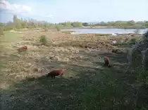 Mehrere Hochlandrinder am 15.04.2022 in einem Naturschutzpark In Frankreich im Hintergrund ein See