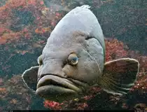 Brauner Zackenbarsch (Epinephelus marginatus) im Aquarium der Wilhelma Stuttgart.

🕓 14.6.2021 | 11:43 Uhr