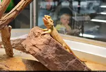 Eine Bartagame (Pogona vitticeps) stellt sich den Besuchern der Terrarien in der Wilhelma Stuttgart zur Schau.

🕓 14.6.2021 | 11:50 Uhr