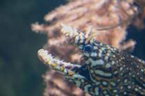 Kopf einer Drachenmurne(Enchelycore pardalis) am 12.12.2009 im Aquarium des Berliner Zoos. Da mchte man keine nhere Bekanntschaft mit den Zhnchen machen.