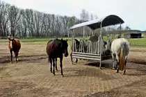 13. April 2022 im M�hlendorf Saalow, F�tterung am Nachmittag der Reitpferde.