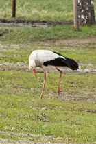 Auf der Futtersuche, Storch auf einer der Koppeln der Reitpferde im Reitgut M�hlendorf Saalow am 13. April 2022.