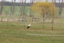Besuch auf einer der Koppeln der Reitpferde im Reitgut Mhlendorf Saalow am 13. April 2022.