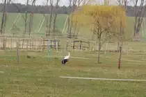 Besuch auf einer der Koppeln der Reitpferde im Reitgut M�hlendorf Saalow am 13. April 2022.