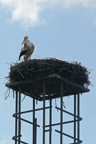 Am Rande vom sdlichen Berlin befindet sich der Ort Wamannsdorf (gehrt zu Schnefeld) mit seiner Dorfkirche Wamannsdorf. Hier steht auch neben dieser Dorfkirche an einem Teich ein Schornstein, wo auch in diesem Jahr der Storch eingetroffen ist. Gesehen am 19. April 2022.