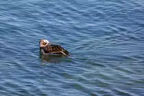 Eisentenpaar auf der Ostsee. - 02.05.2022
