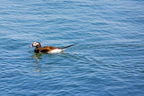 Eisentenpaar auf der Ostsee. - 02.05.2022
