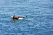 Eisentenpaar auf der Ostsee. - 02.05.2022
