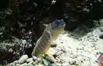 Ein Schwarzkopf-Brunnenbauer (Opistognathus randalli) bewacht seine H�hle und vertreibt alle Fische, die sich zu sehr ann�hern. Aquarium Zoo Berlin am 12.12.2009.