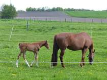 Stute mit Fohlen in der Bauerschaft Vollenbrook bei Wettringen, Kreis Steinfurt, 03.05.2022