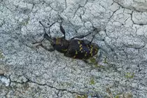 Fichtenr�sselk�fer versucht an unserer Hauswand hochzuklettern. 05.2022
