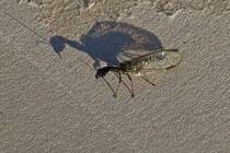 Kamelhalsfliege mit Riesenschatten in der tiefstehenden Morgensonne. 05.2022