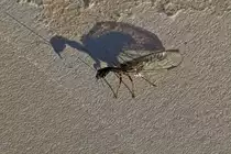 Kamelhalsfliege mit Riesenschatten in der tiefstehenden Morgensonne. 05.2022