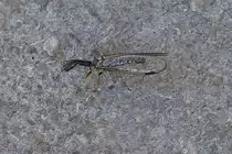 Kamelhalsfliege auf dem B�rgersteig. 05.2022