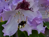 Eine  voll beladene  Hummel sammelt flei�ig Bl�tenstaub am Rhododendron. (Hattingen, Mai 2022)