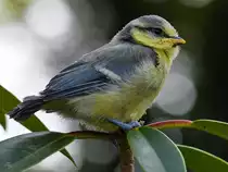 Der Meisennachwuchs wird fl�gge. (Hattingen, Mai 2022)