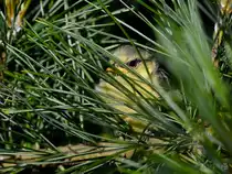 Eine junge Meise sammelt gut getarnt im Nadelgr�n Kraft und Mut f�r den Abflug. (Hattingen, Mai 2022)