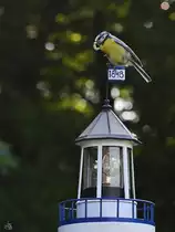 Mama Meise lockt den Nachwuchs mit einem frischen Snack aus dem Nest. (Hattingen, Mai 2022)