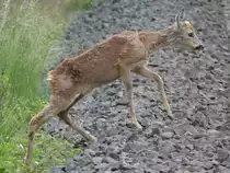 Bei der �berquerung eines Bahn�bergangs in der Steinfurter Bauerschaft Sellen erblickte ich dieses Reh auf Futtersuche, 25.05.2022